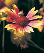 flower photo