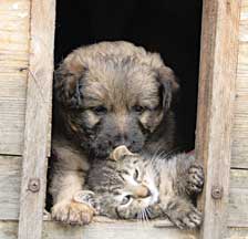 dog and cat