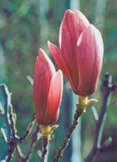flower photo