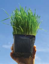 wheatgrass