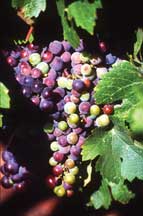 wine grapes