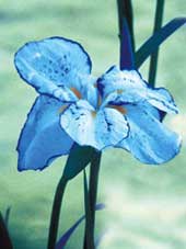 flower photo